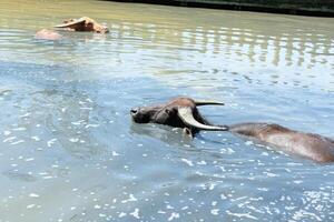 Two buffalos with beautiful horns walk in the water with only their heads showing. photo