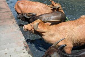 A herd of buffaloes in the water waiting for food under the walkway photo