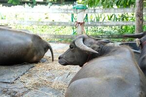 Buffaloes are sleeping under the shade of trees. photo
