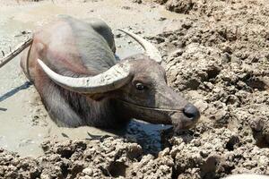 Buffaloes are playing in a mud pit. photo