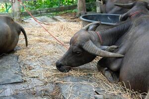 Buffaloes are sleeping under the shade of trees. photo