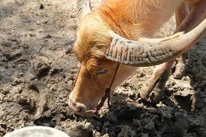 A white buffalo with beautiful horns looks for food on the ground. photo
