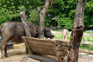 Buffalo and daily activities photo