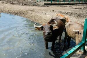 A beautiful black buffalo stands and looks. photo
