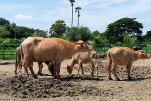 A herd of buffaloes are in the sun on the ground. photo