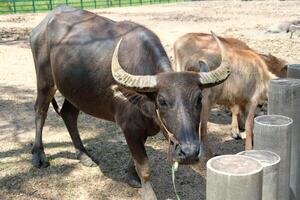A buffalo with horns standing near the fence photo