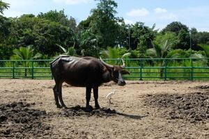 Buffaloes stand and play on the ground outdoors. photo