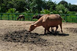 Buffaloes stand and play on the ground outdoors. photo