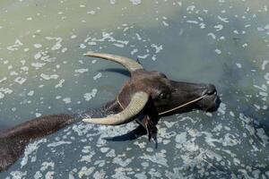 The gray buffalo is playing happily in the muddy water. photo