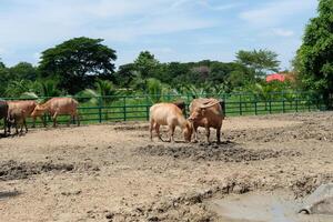 Buffaloes stand and play on the ground outdoors. photo