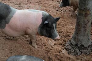 A black and white pig standing in the dirt photo