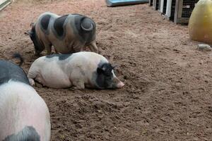 A group of pigs in a pen with a fence photo