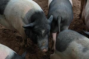 A group of pigs standing in a dirt field photo