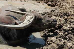 A black buffalo is lying in the mud in the sun. photo