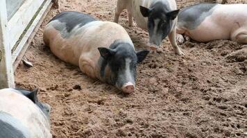 Pigs in the mud photo