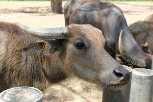 A gray buffalo stands looking outside the concrete fence. photo
