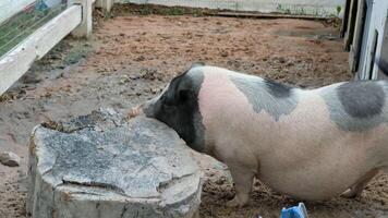 A pig is standing in the mud with a log photo