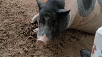 A pig laying in the dirt with its head down photo