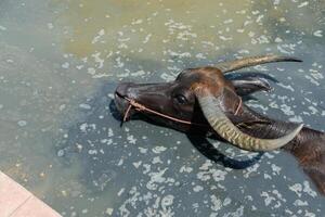 From above, a black buffalo with horns is swimming. photo