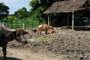 Many buffalos are playing in the mud outdoors. photo