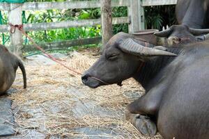 A black buffalo is lying on the ground. photo