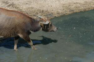 A black buffalo is walking down the mud. photo