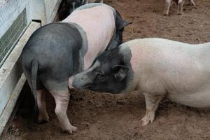 A group of pigs standing in a pen photo