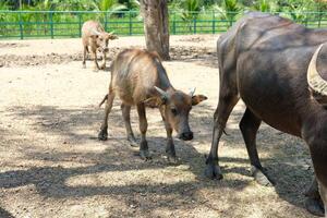 A young buffalo follows a big buffalo. photo