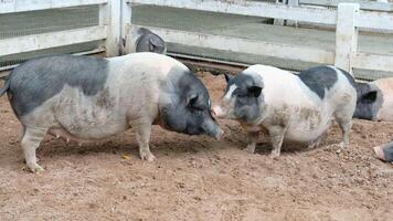 Two pigs are standing in a pen together photo