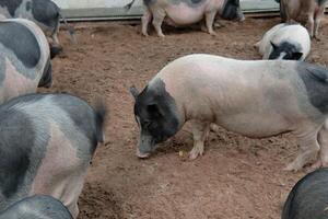 A group of pigs standing in a pen photo