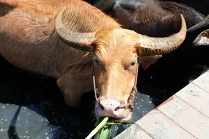 A brown buffalo stands chewing grass in the mud. photo