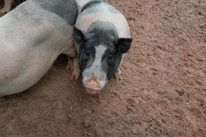 A couple of pigs standing in a dirt field photo