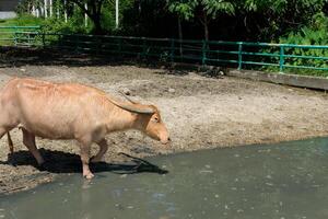 A white buffalo is walking down into a pond. photo