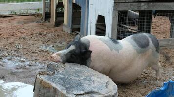 A pig is standing in the mud photo