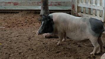 A pig standing in a dirt field with a fence photo