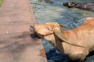 Pink buffalo standing in the water looking photo
