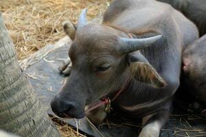 A black buffalo is sleeping under a tree. photo