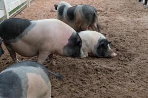 A group of pigs in a pen with a fence photo