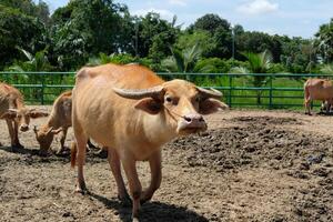 Front view of a buffalo walking looking at the background of a group of buffaloes. photo