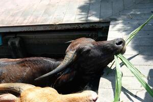 Focus on a black buffalo eating grass under the walkway. photo