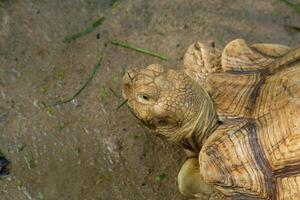 Turtles and daily activities photo
