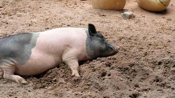 A pig laying in the dirt near a large pot photo