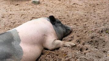 A pig laying in the dirt on a dirt field photo