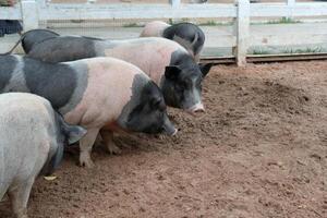 A group of pigs standing in a pen photo