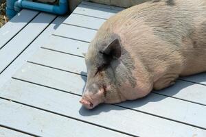 Pigs and daily activities photo