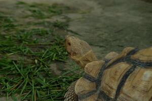 Turtles and daily activities photo