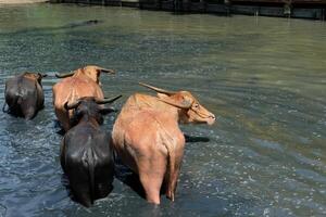 Behind the group of buffaloes walking in the water heading forward photo