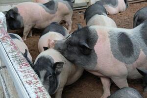 A group of pigs standing in a pen photo