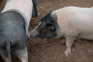 Two pigs are standing next to each other photo