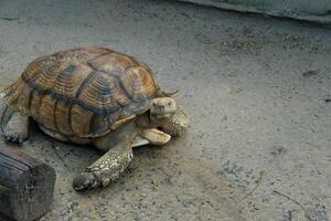 Turtles and daily activities photo